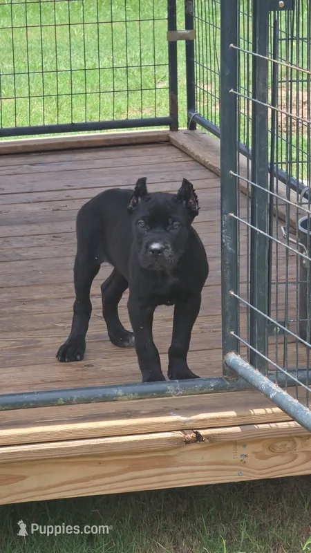 Nyx – Cane Corso puppy for sale in Hephzibah, GA