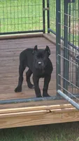 Nyx, a female Cane Corso for sale in Hephzibah, GA – 1 of 7