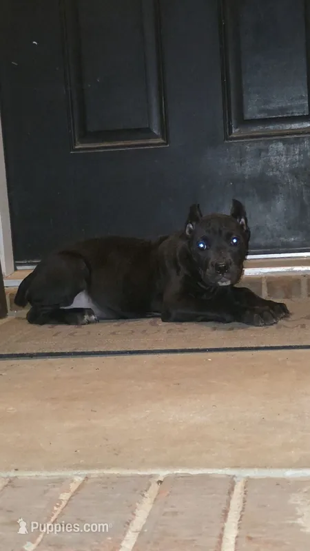Raven – Cane Corso puppy for sale in Hephzibah, GA