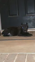 Raven, a female Cane Corso for sale in Hephzibah, GA – 1 of 8