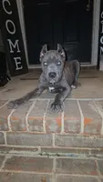 Diesel, a male Cane Corso for sale in Hephzibah, GA – 5 of 8