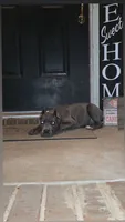 Titan, a male Cane Corso for sale in Hephzibah, GA – 4 of 8