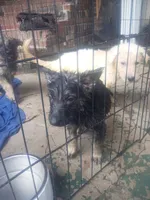 Female German shepherd , a female German Shepherd Dog for sale in Ashville, AL – 8 of 10