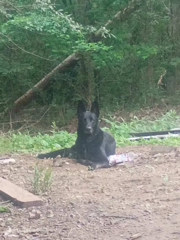 Female German shepherd  – German Shepherd Dog puppy for sale in Ashville, AL