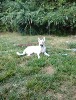 Odin and misty litter, a female German Shepherd Dog for sale in Ashville, AL – 4 of 8