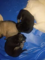 Odin and misty litter, a female German Shepherd Dog for sale in Ashville, AL – 2 of 8