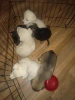 Odin and misty litter, a female German Shepherd Dog for sale in Ashville, AL – 7 of 8