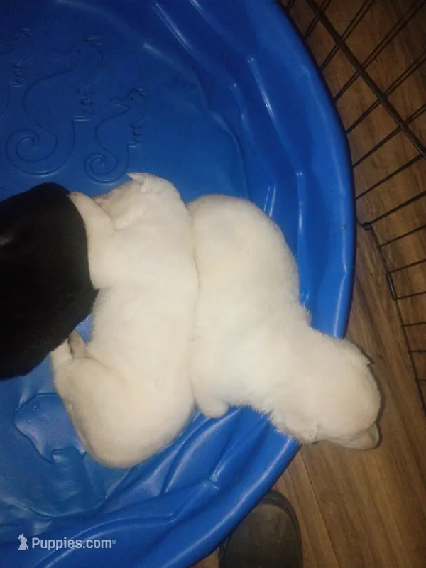 Odin and misty litter – German Shepherd Dog puppy for sale in Ashville, AL
