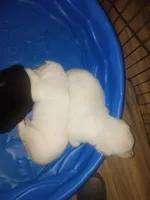Odin and misty litter, a female German Shepherd Dog for sale in Ashville, AL – 1 of 8