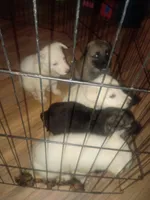 Odin and misty litter, a female German Shepherd Dog for sale in Ashville, AL – 6 of 8