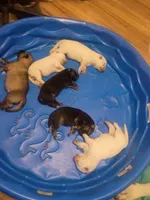 Odin and misty litter, a female German Shepherd Dog for sale in Ashville, AL – 5 of 8