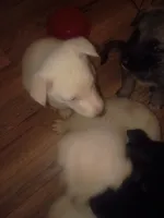 Odin and misty litter, a female German Shepherd Dog for sale in Ashville, AL – 3 of 8