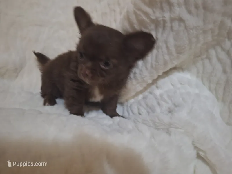Red long hair boy – Chihuahua puppy for sale in Carthage, TX