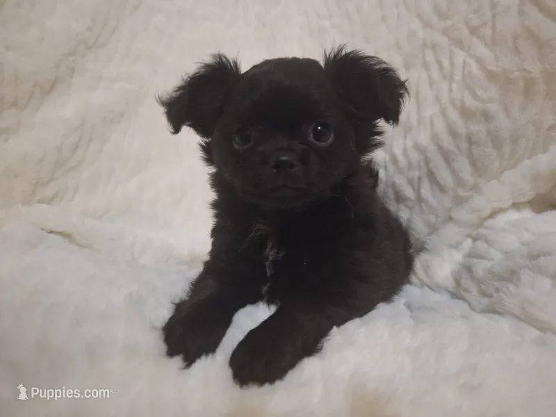 Black Long Hair Boy – Chihuahua puppy for sale in Carthage, TX