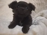 Black Long Hair Boy, a male Chihuahua for sale in Carthage, TX – 5 of 6