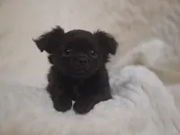 Black Long Hair Boy, a male Chihuahua for sale in Carthage, TX – 2 of 6