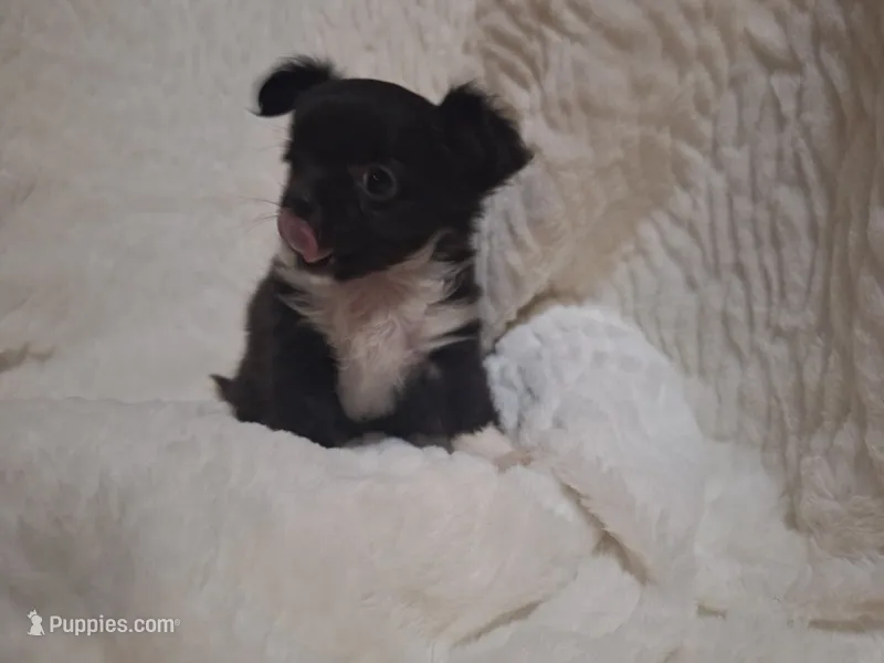 Long Hair Girl Chihuahua – Chihuahua puppy for sale in Carthage, TX