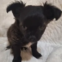 Boy 1, a male Chihuahua for sale in Carthage, TX – Photo 3 of 3