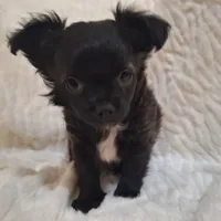 Boy 1, a male Chihuahua for sale in Carthage, TX – Photo 2 of 3