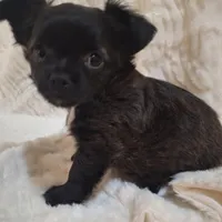 Boy 1, a male Chihuahua for sale in Carthage, TX – Photo 1 of 3