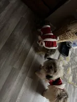 Milo, a male Maltese and Shih Tzu for sale in Glenwood, IA – 4 of 4