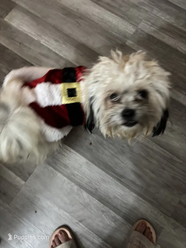 Milo – Maltese, Shih Tzu puppy for sale in Glenwood, IA