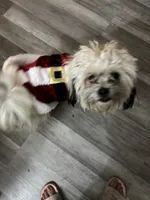 Milo, a male Maltese and Shih Tzu for sale in Glenwood, IA – 1 of 4