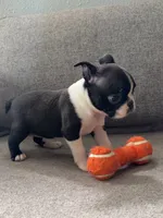 KIKI, a male Boston Terrier for sale in Houston, TX – 4 of 5