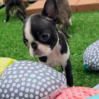 Max, a male Boston Terrier for sale in Houston, TX – 2 of 4