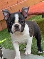 Cap, a male Boston Terrier for sale in Houston, TX – 3 of 4