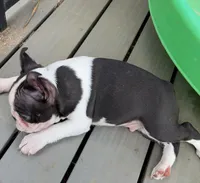 Skibidi, a male Boston Terrier for sale in Houston, TX – 3 of 4