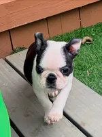 Delulu, a male Boston Terrier for sale in Houston, TX – 2 of 4