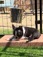 Cap, a male Boston Terrier for sale in Houston, TX – 4 of 4