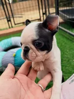 Delulu, a male Boston Terrier for sale in Houston, TX – 3 of 4