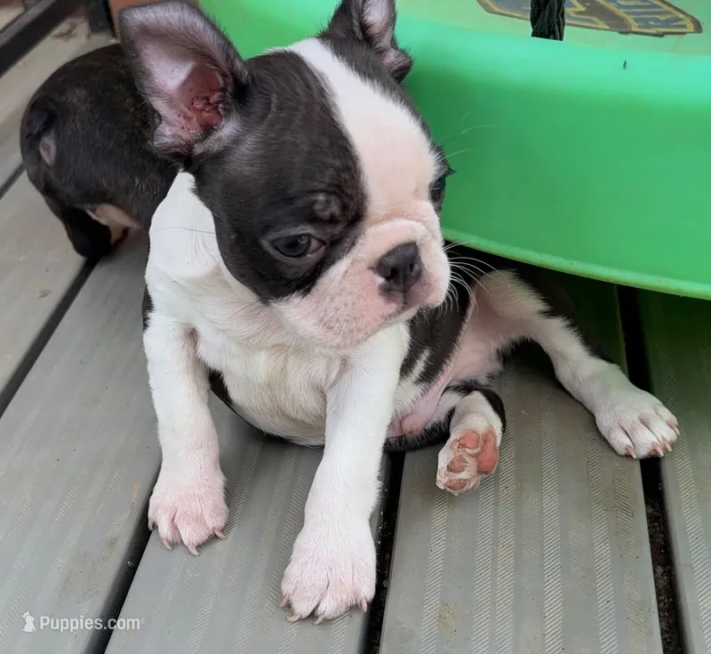 Skibidi – Boston Terrier puppy for sale in Houston, TX