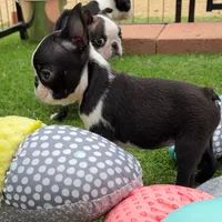 Max, a male Boston Terrier for sale in Houston, TX – 4 of 4