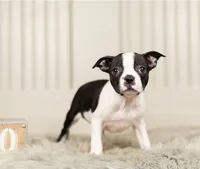 RODY, a male Boston Terrier for sale in Houston, TX – 2 of 2