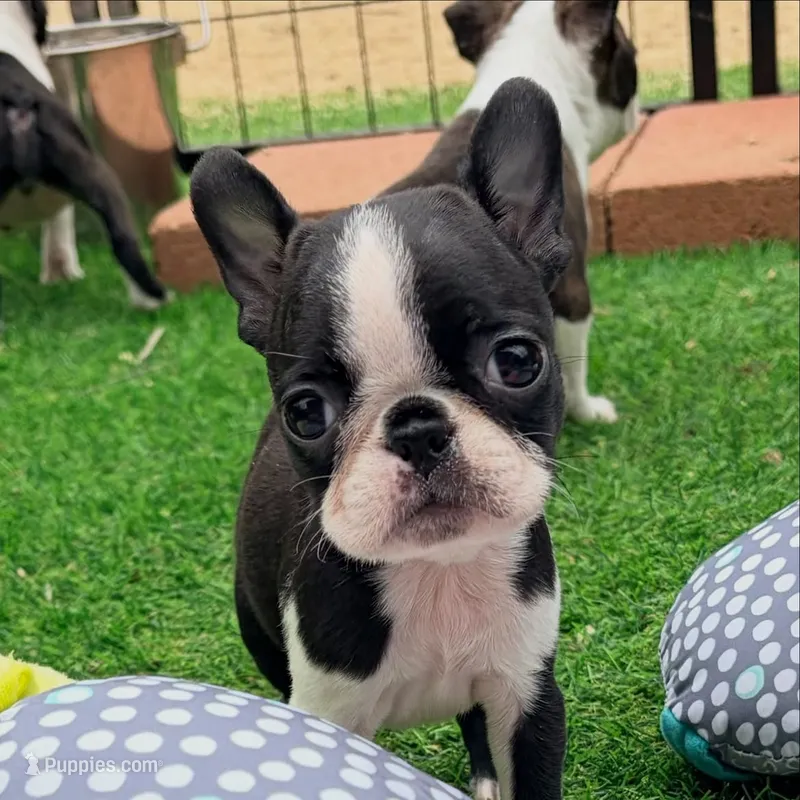 Max – Boston Terrier puppy for sale in Houston, TX