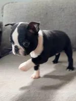 Sweet, a male Boston Terrier for sale in Houston, TX – 2 of 2