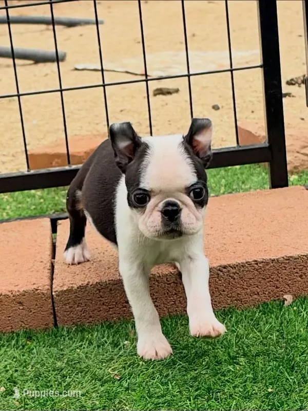 Delulu – Boston Terrier puppy for sale in Houston, TX