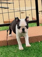 Delulu, a male Boston Terrier for sale in Houston, TX – 1 of 4