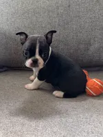 KIKI, a male Boston Terrier for sale in Houston, TX – 3 of 5