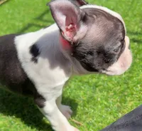 Skibidi, a male Boston Terrier for sale in Houston, TX – 2 of 4