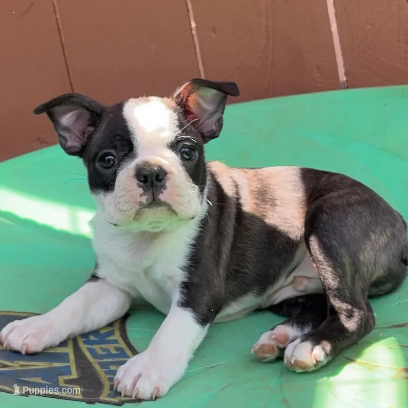 Ohio – Boston Terrier puppy for sale in Houston, TX