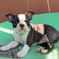 Ohio, a male Boston Terrier for sale in Houston, TX – 1 of 3