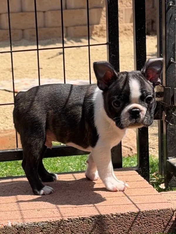 Cap – Boston Terrier puppy for sale in Houston, TX