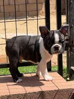 Cap, a male Boston Terrier for sale in Houston, TX – 1 of 4
