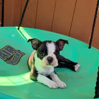 Ohio, a male Boston Terrier for sale in Houston, TX – 2 of 3