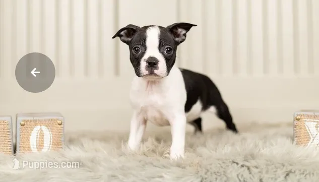 RODY – Boston Terrier puppy for sale in Houston, TX