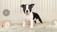 RODY, a male Boston Terrier for sale in Houston, TX – 1 of 2